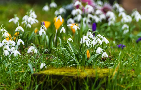 Greens, grass, flowers, glade, stump, spring, yellow, snowdrops