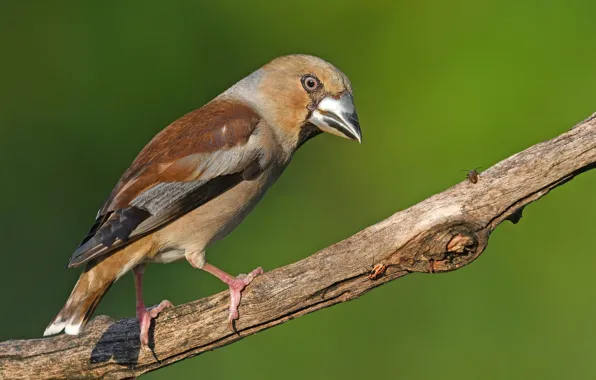 Bird, branch, Grosbeak