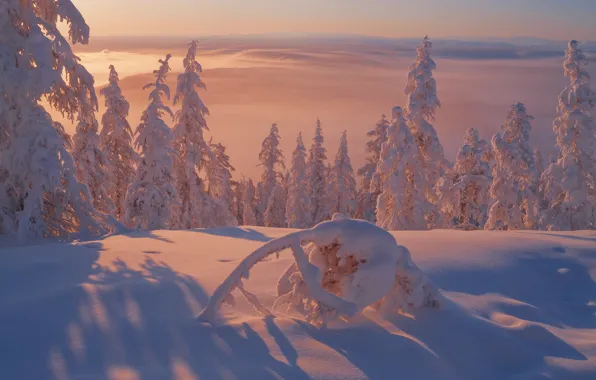 Winter, snow, trees, ate, the snow, Russia, Yakutia, Vladimir Ryabkov