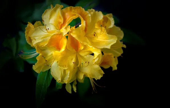 Yellow, rhododendron, Azalea