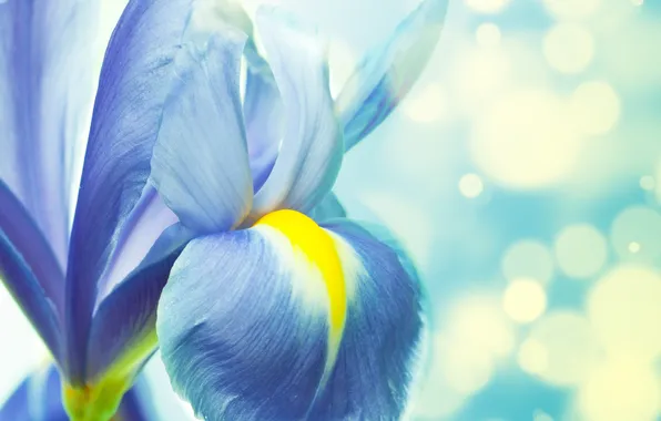 Picture flower, petals, stem, iris