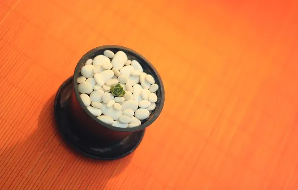 Picture stones, background, plant, small, cactus, pot, stones