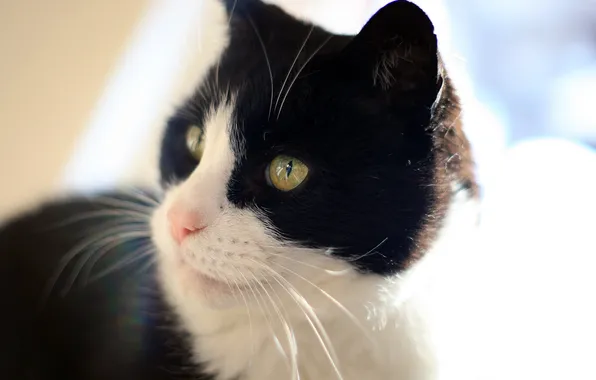 White, cat, black, Felix