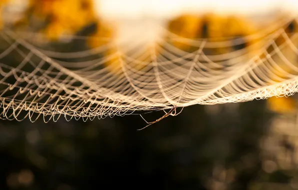 Macro, background, web