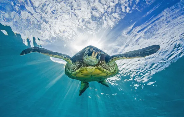 Sea, nature, turtle