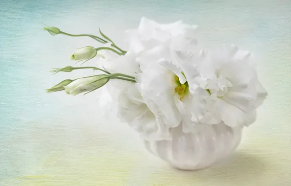 Background, Flowers, Flower, background, eustoma, Floral