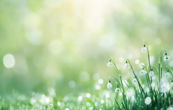 Greens, grass, rays, light, flowers, glade, texture, spring