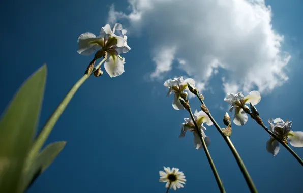 The sky, clouds, iris, white iris