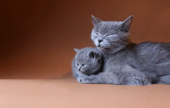 Cat, kitty, British, brown background