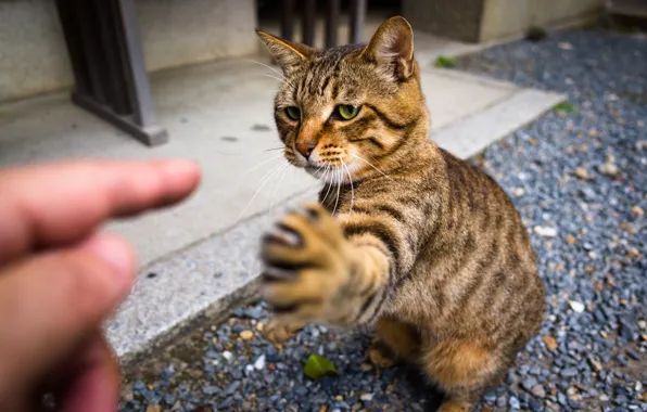 Cat, look, paw, claws, Kote