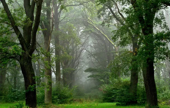Picture forest, summer, fog, after the rain