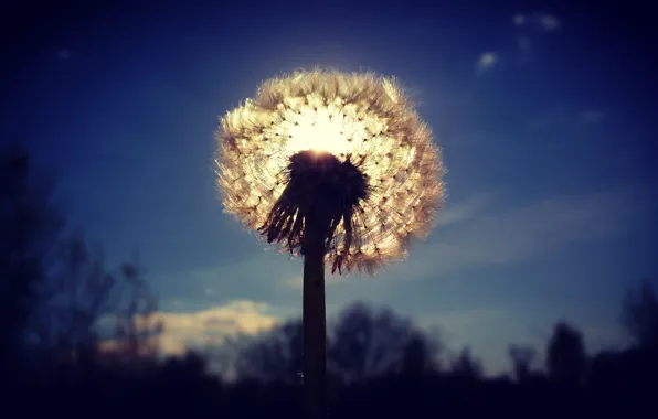 Summer, the sun, dandelion