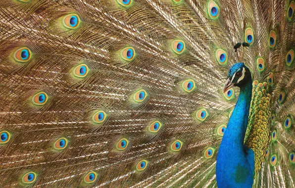 Eyes, feathers, tail, peacock, beautiful bird wallpapers, beautiful bird, luxurious plumage, digital art