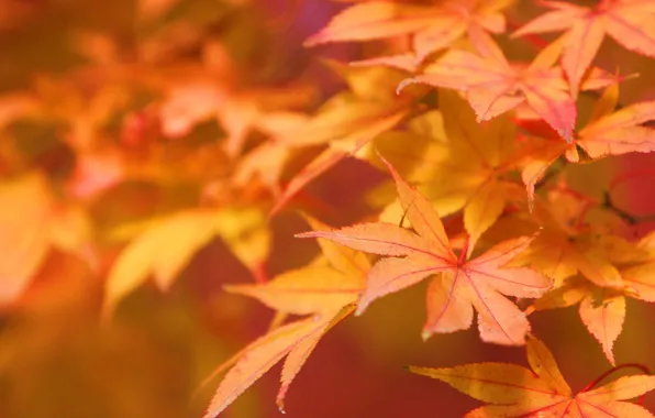Autumn, leaves, macro, nature