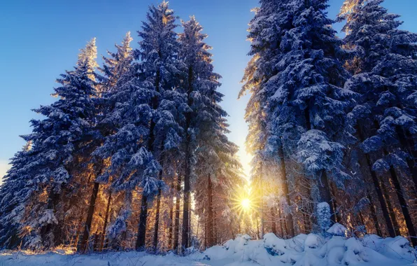 Picture winter, forest, rays, light, snow, trees, nature, tree