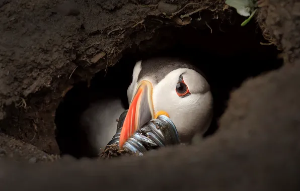Look, bird, portrait, fish, Nora, socket, stalled, mining