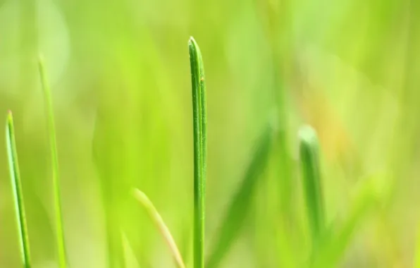 Picture background, spring, a blade of grass