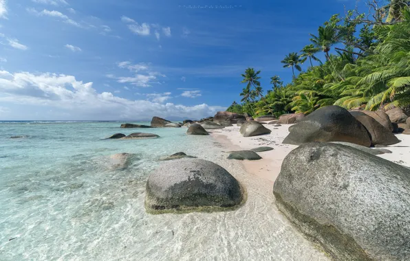 Sea, beach, tropics, palm trees, coast