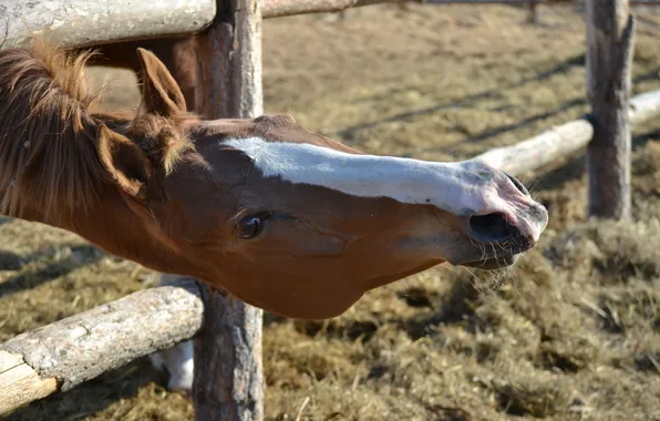Face, horse, the fence