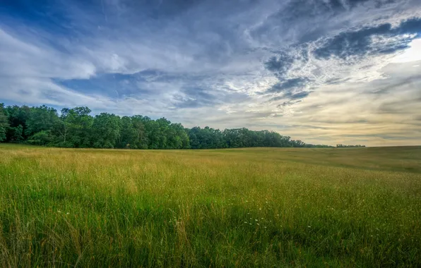 Picture field, the sky, grass, clouds, trees, twilight, the countryside