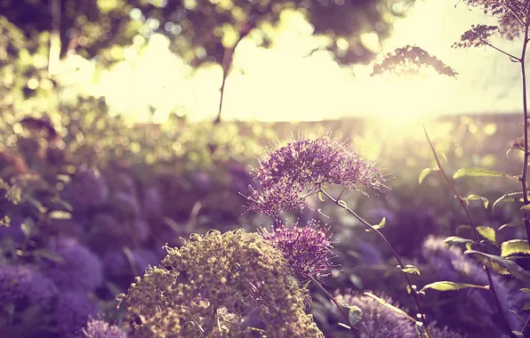 The sun, trees, flowers, nature, the bushes