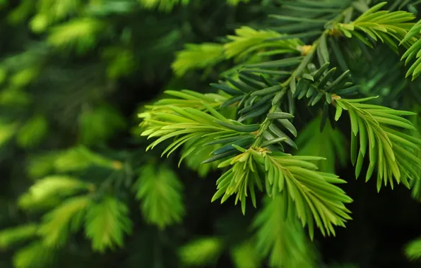 Nature, branch, close up, green pine