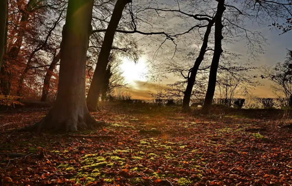 Forest, leaves, the sun, trees, sunset, sunshine, forest, trees