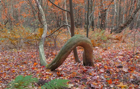 Forest, leaves, tree, form