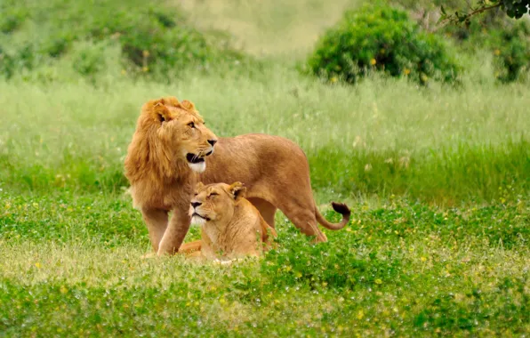 Picture grass, cats, nature, glade, predators, Leo, lioness