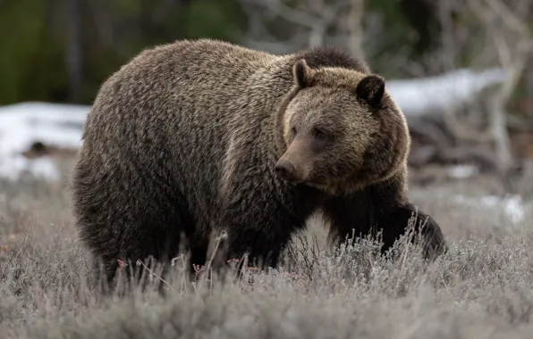 Grass, bear, walk