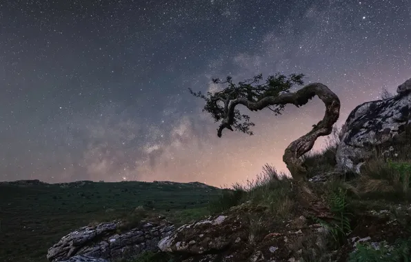 Stars, night, stones, tree, rocks
