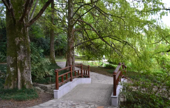 Trees, Park, Sochi