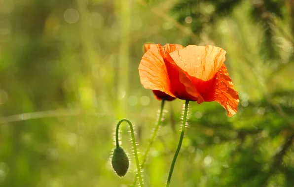 Red, flower, poppy