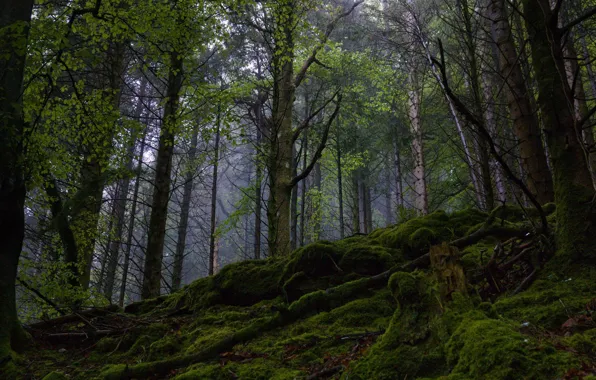 Picture forest, trees, nature, moss