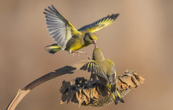 Birds, sunflower, a couple, greenfinches