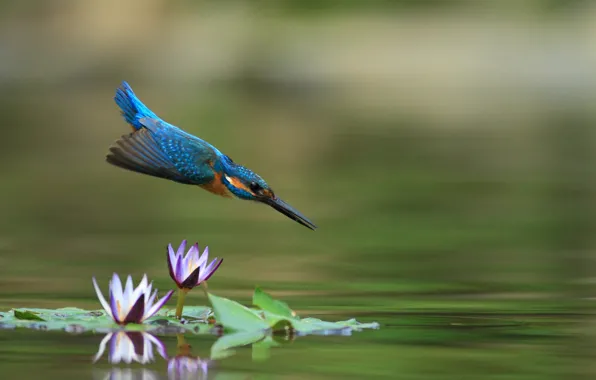 Water, flight, Lotus, Kingfisher, water Lily, bird