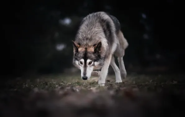 Nature, background, dog