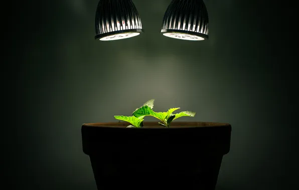 Light, lamp, plants, pot