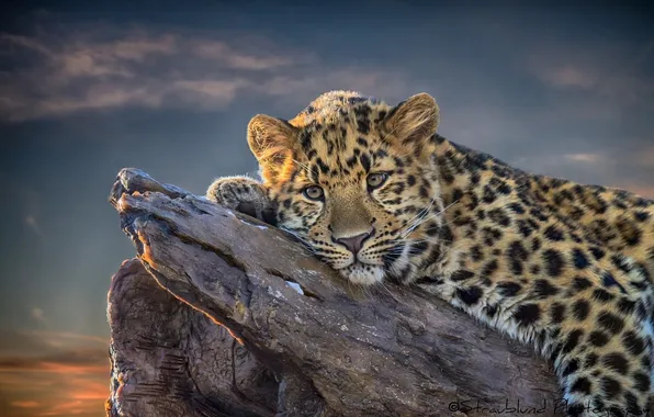 Look, stay, leopard