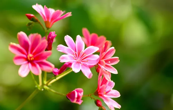 Macro, nature, plant, petals, inflorescence