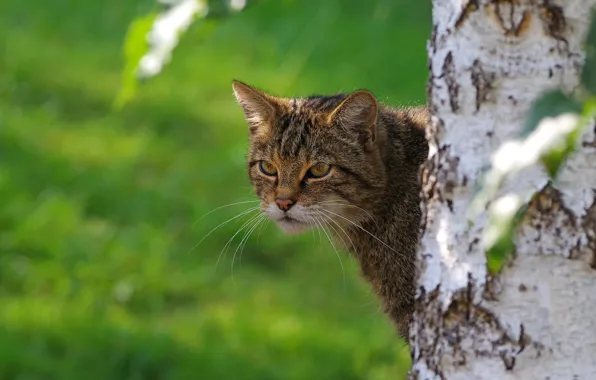 Face, tree, portrait, Peeps, wild cat