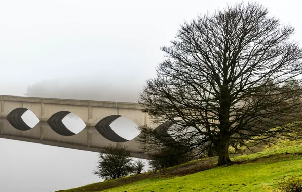 Trees, bridge, fog, arch