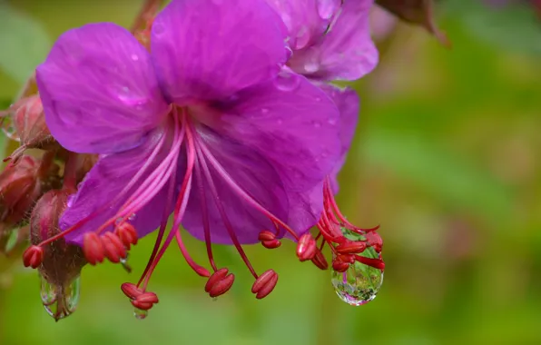 Picture Macro, Drops, Macro, Drops, Purple flower, Purple flower