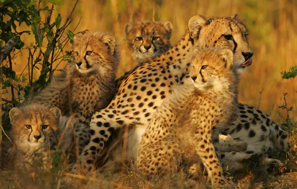 Cheetah, mom, family, cubs, cheetahs