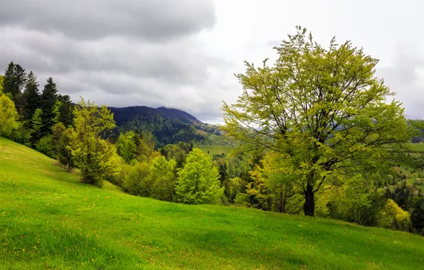 Trees, mountains, nature, clearing, trees, nature, mountains, lawn