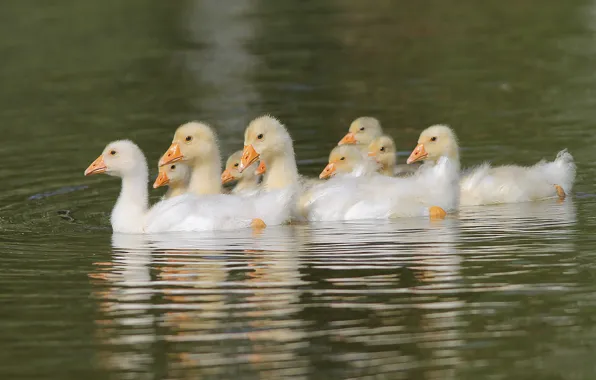 Picture water, pond, float, the goslings