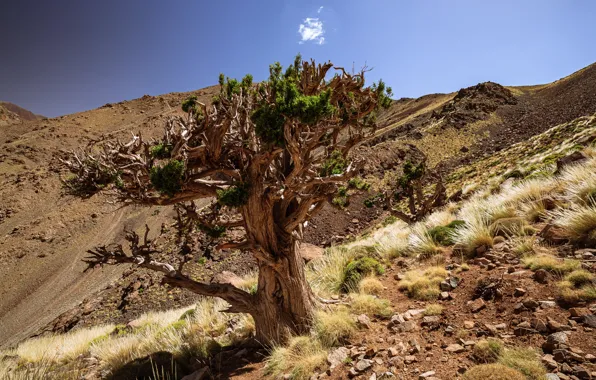 The sky, trees, stones, Africa, Morocco