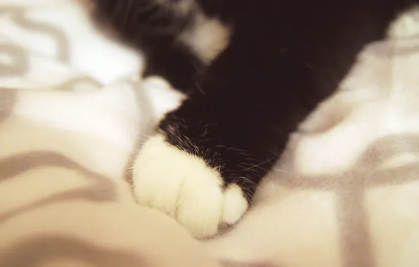 Cat, paw, wool, nail, fluff