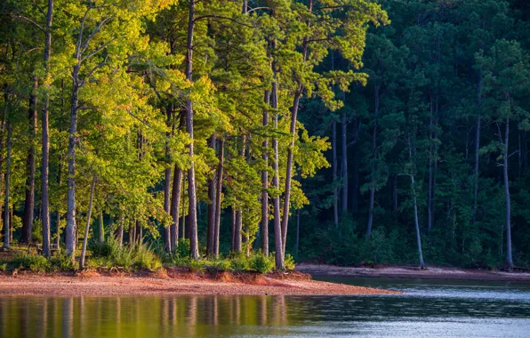 Picture forest, shore, pond, pine, pine forest