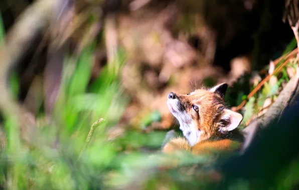 Look, light, nature, glare, background, blur, Fox, red